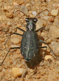 Dotted Tiger Beetle
